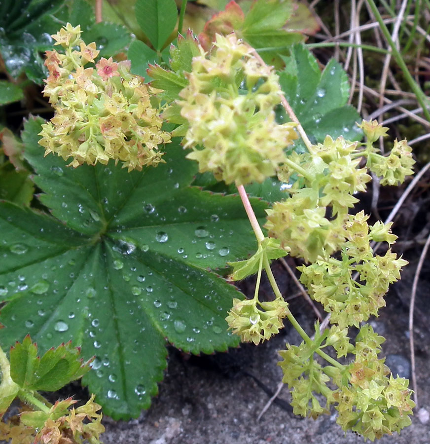 Изображение особи род Alchemilla.