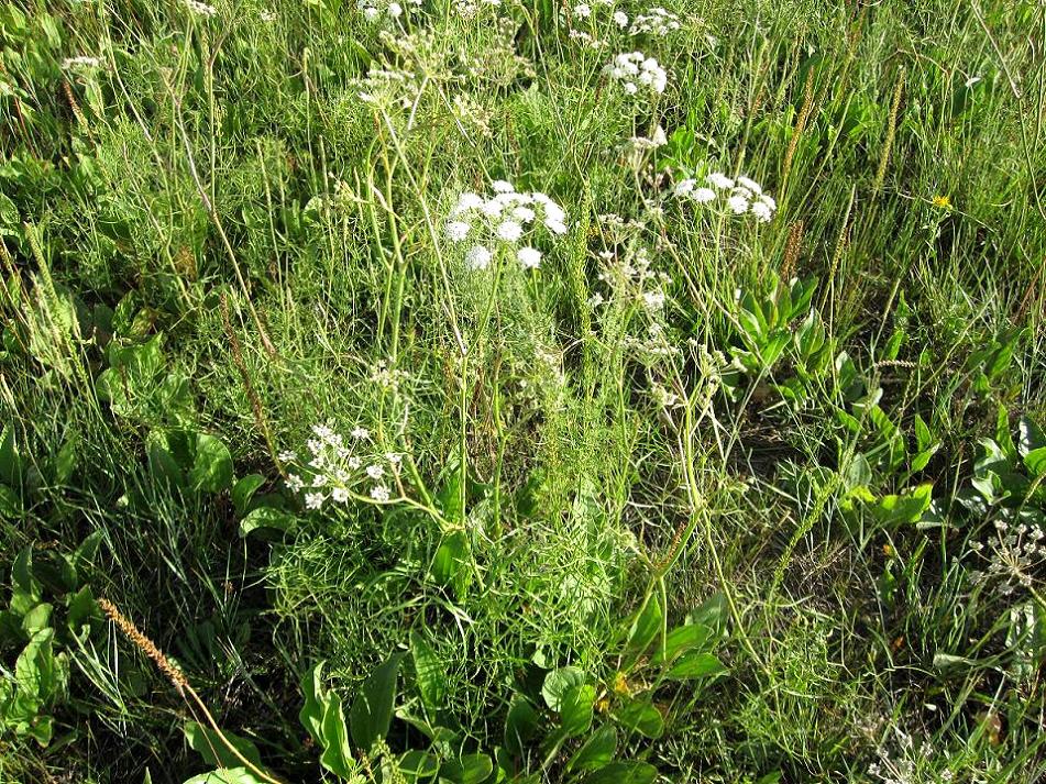 Image of Cenolophium fischeri specimen.