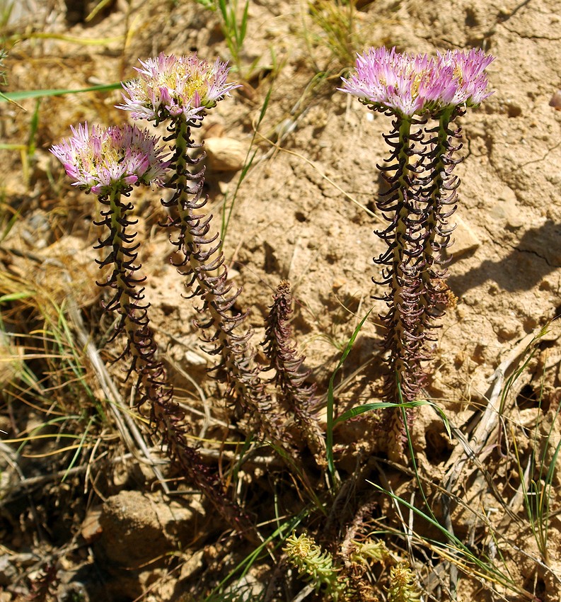 Изображение особи Pseudosedum longidentatum.