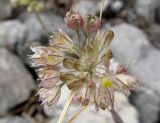 Allium rupestre