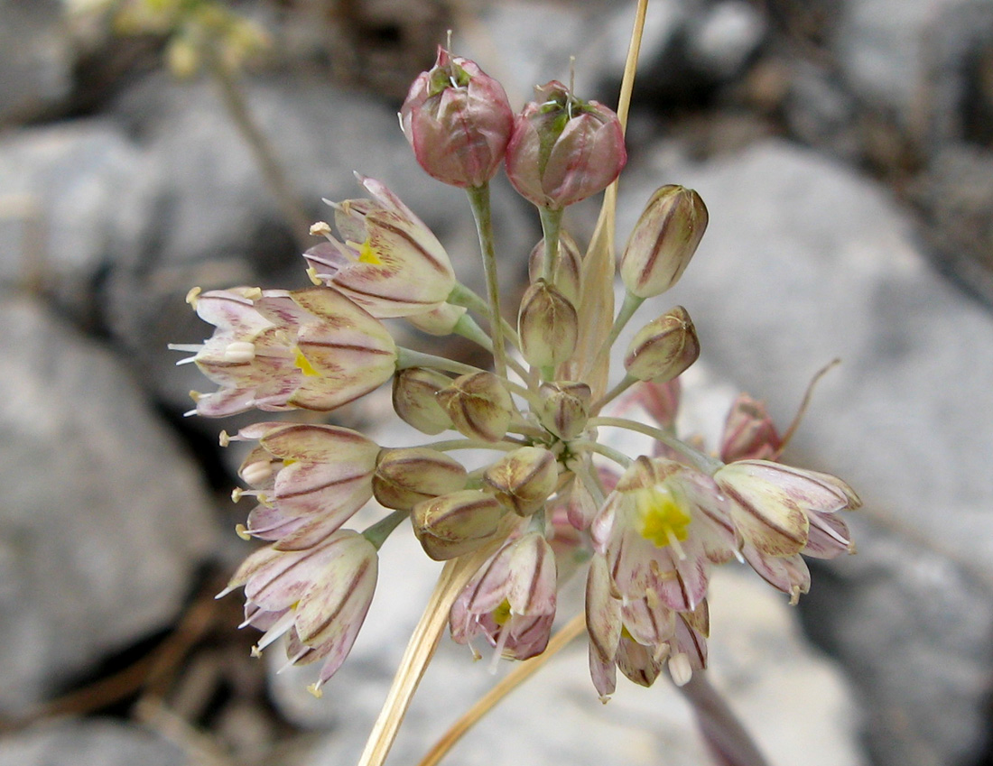 Image of Allium rupestre specimen.