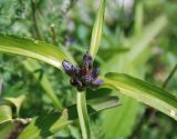 Gentiana macrophylla