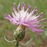 Centaurea majorovii. Соцветие. Украина, Донецкая обл., Славянский р-н, окр. с. Богородичное, песчаная терраса р. Северский Донец. 24.07.2010.