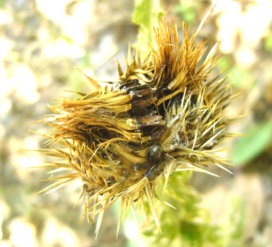 Image of Onopordum acanthium specimen.
