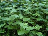 Reynoutria sachalinensis