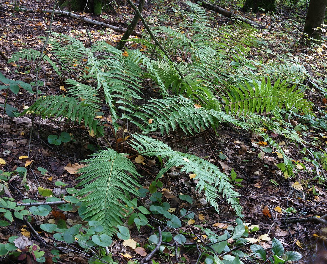 Изображение особи Dryopteris filix-mas.