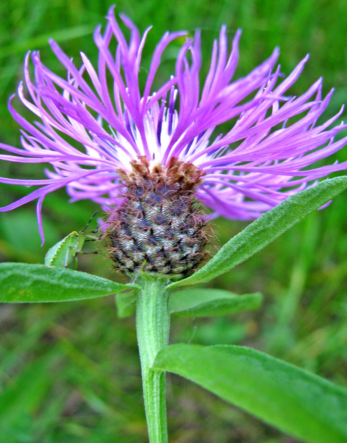 Изображение особи Centaurea phrygia.