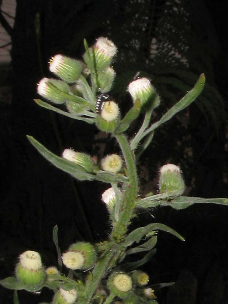 Image of Conyza bonariensis specimen.
