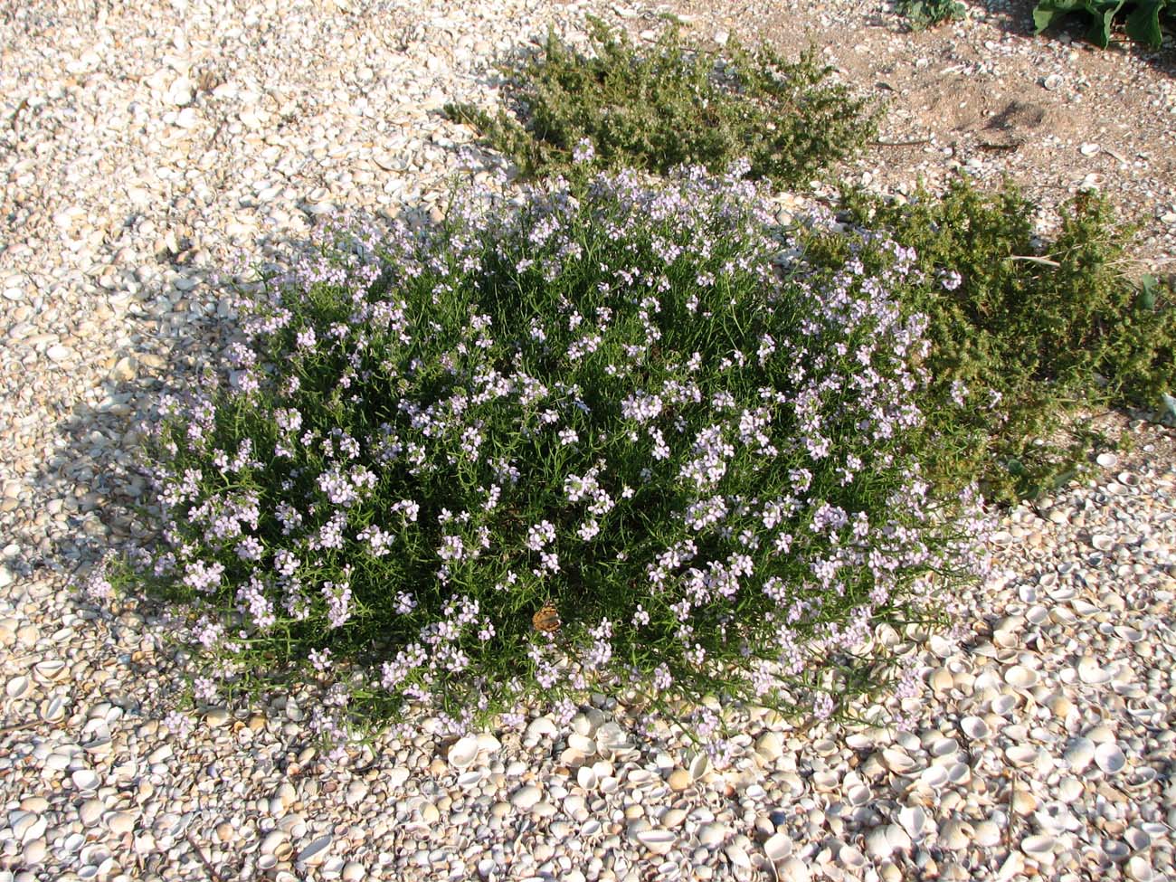 Image of Cakile euxina specimen.
