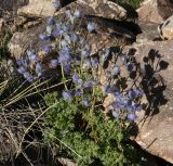 Delphinium brunonianum