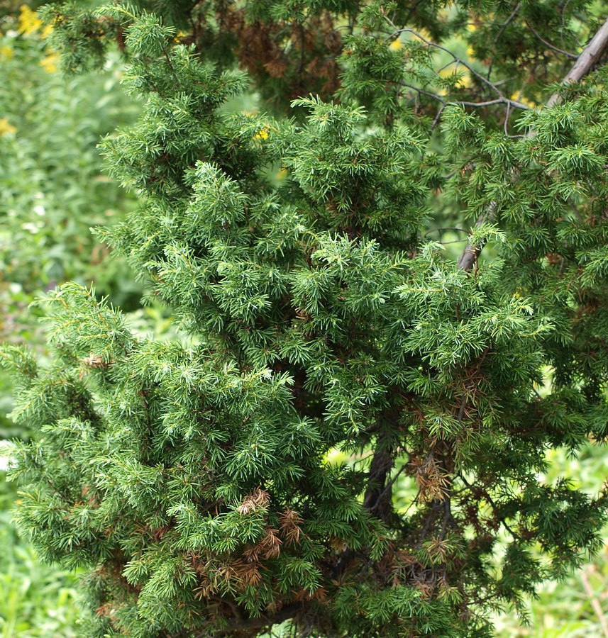 Image of Juniperus rigida specimen.