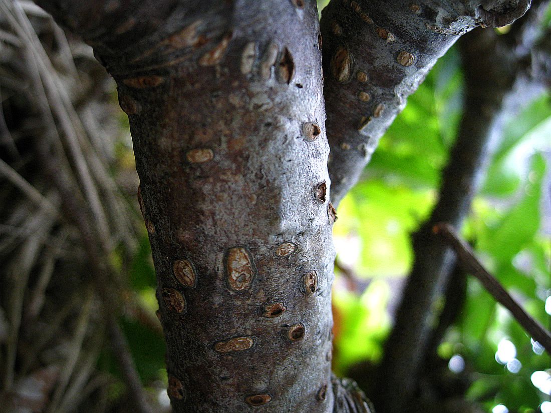 Изображение особи Sorbus sambucifolia.