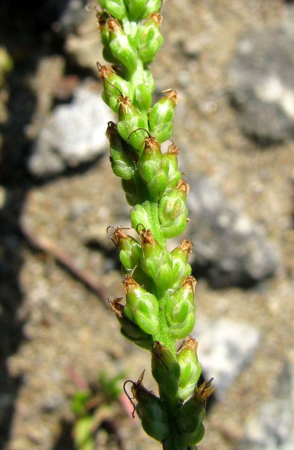 Image of Plantago uliginosa specimen.