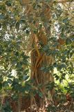 Ficus obliqua. Ствол и часть кроны с придаточными корнями. Израиль, пос. Савьон, уличное озеленение. 18.02.2011.