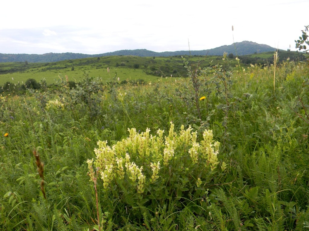Изображение особи Scutellaria stepposa.