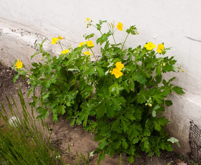 Изображение особи Chelidonium majus.