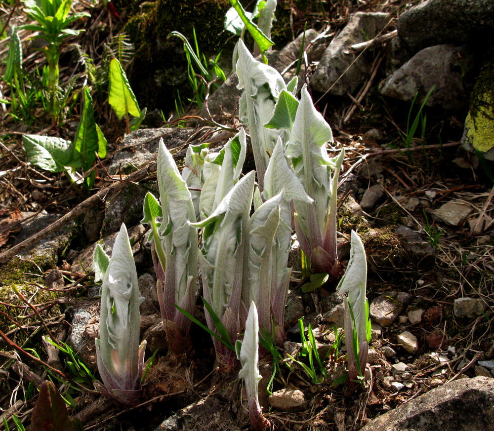 Изображение особи Saussurea frolowii.