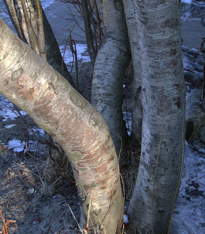 Image of Sorbus aucuparia specimen.