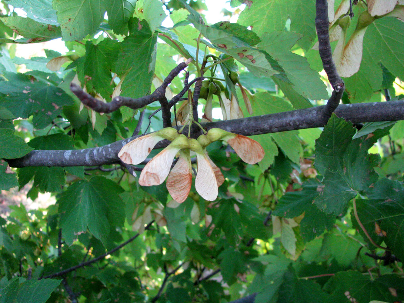 Image of Acer pseudoplatanus specimen.