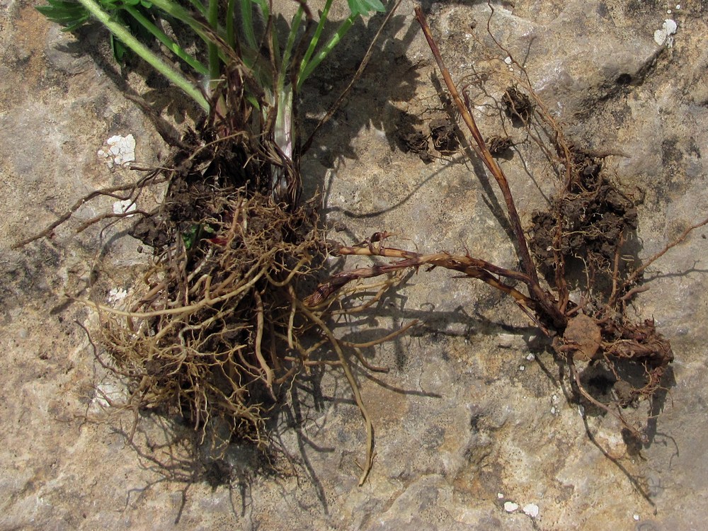 Image of Ranunculus dissectus specimen.