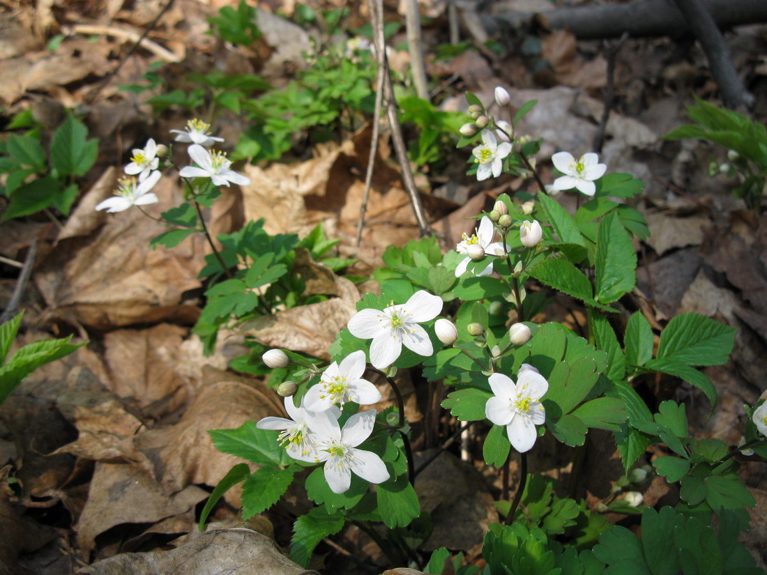 Image of Isopyrum thalictroides specimen.