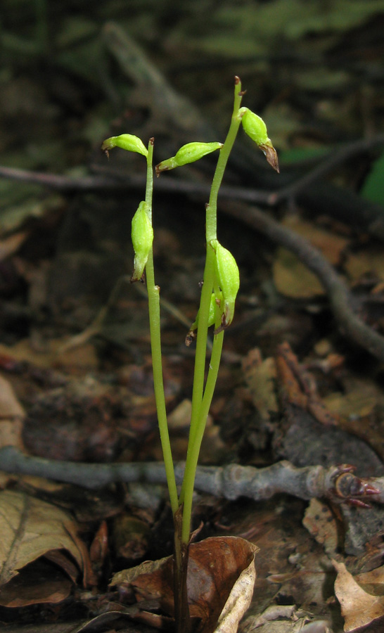 Изображение особи Corallorhiza trifida.