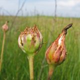 Scorzonera parviflora