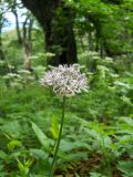 Allium quercetorum