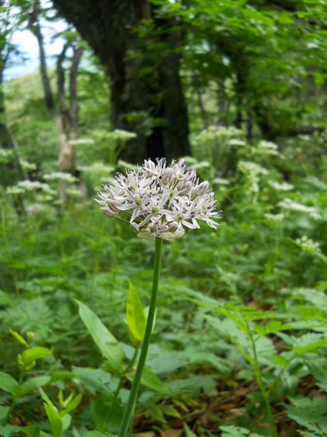 Изображение особи Allium quercetorum.