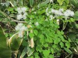 Thalictrum contortum