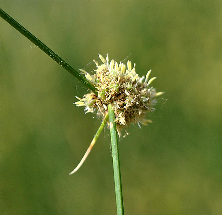 Изображение особи Scirpoides holoschoenus.
