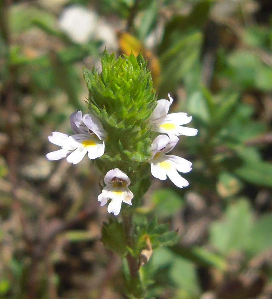 Image of genus Euphrasia specimen.