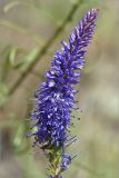 Veronica spicata