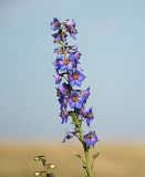 род Delphinium