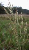 Glyceria maxima