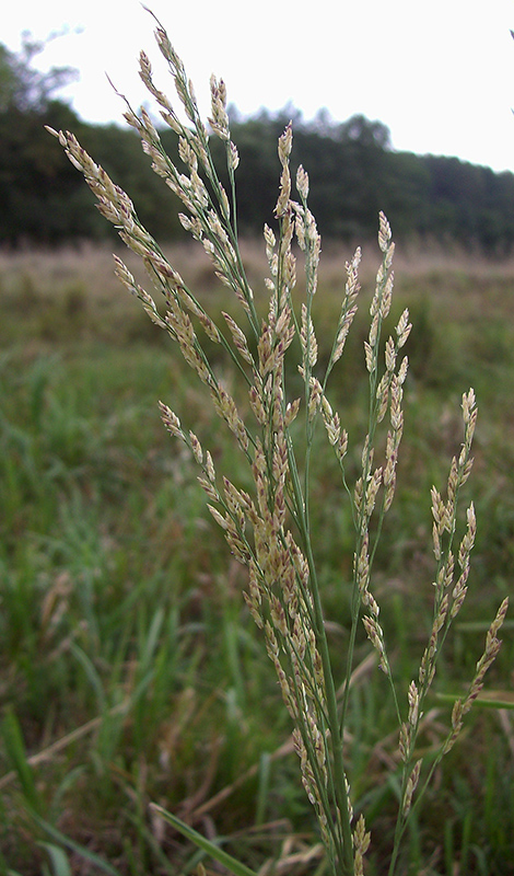 Image of Glyceria maxima specimen.