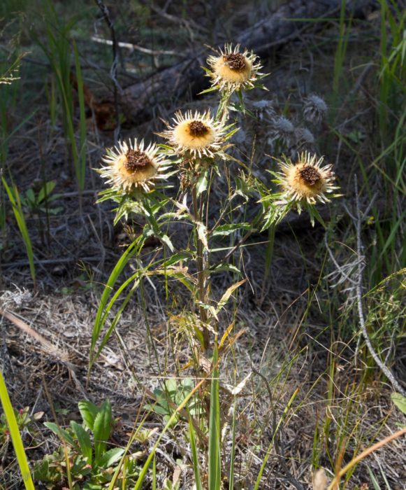 Image of Carlina biebersteinii specimen.