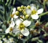 Crambe maritima