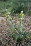 Phlomoides speciosa. Цветущее растение. Южный Казахстан, каньон Даубаба, правый берег. 05.05.2012.