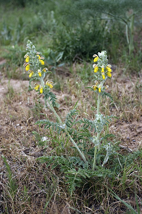 Изображение особи Phlomoides speciosa.