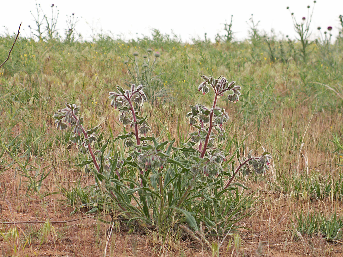 Image of Onosma iricolor specimen.