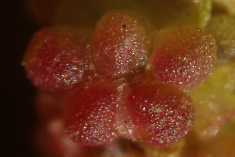 Image of Oxybasis chenopodioides specimen.
