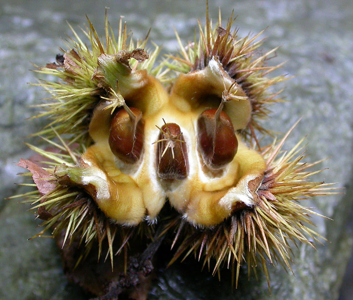 Image of Castanea sativa specimen.