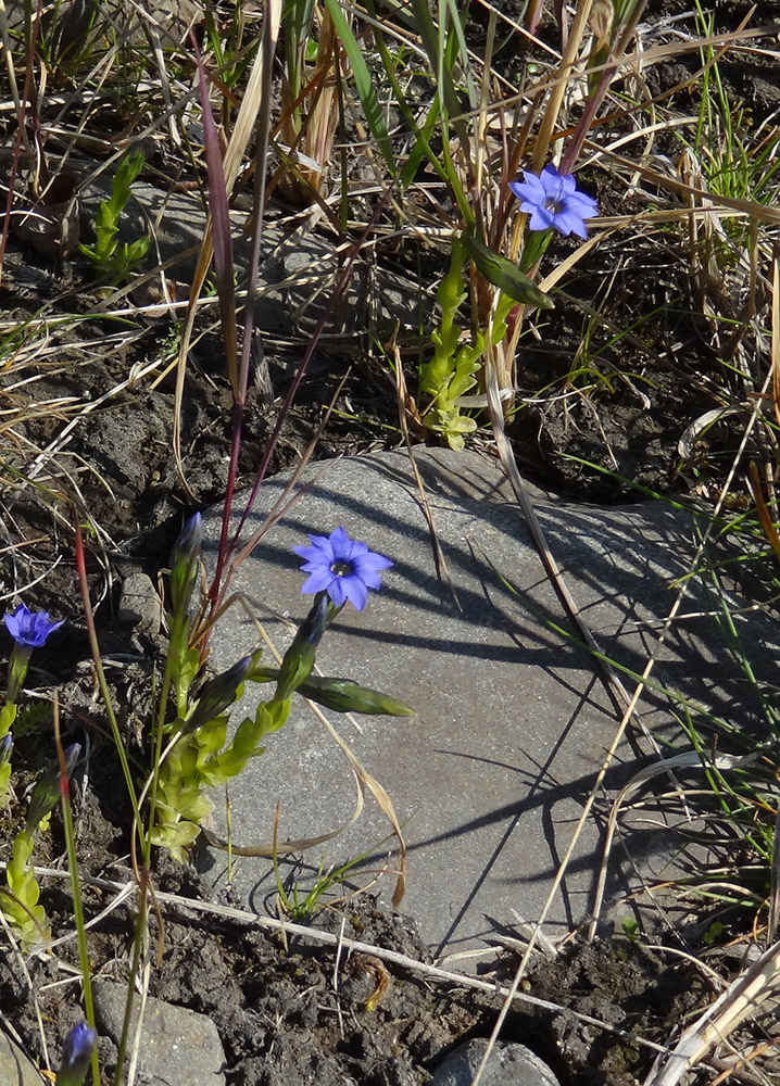 Изображение особи Gentiana prostrata.