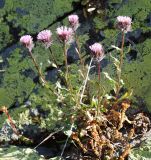 Erigeron uniflorus. Цветущее растение. Карачаево-Черкесия, Домбай, вост. склон горы Мусса-Ачитара у перевала Чучхур, ≈ 2400 м н.у.м. 22.07.2012.