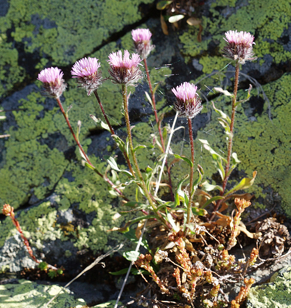 Изображение особи Erigeron uniflorus.