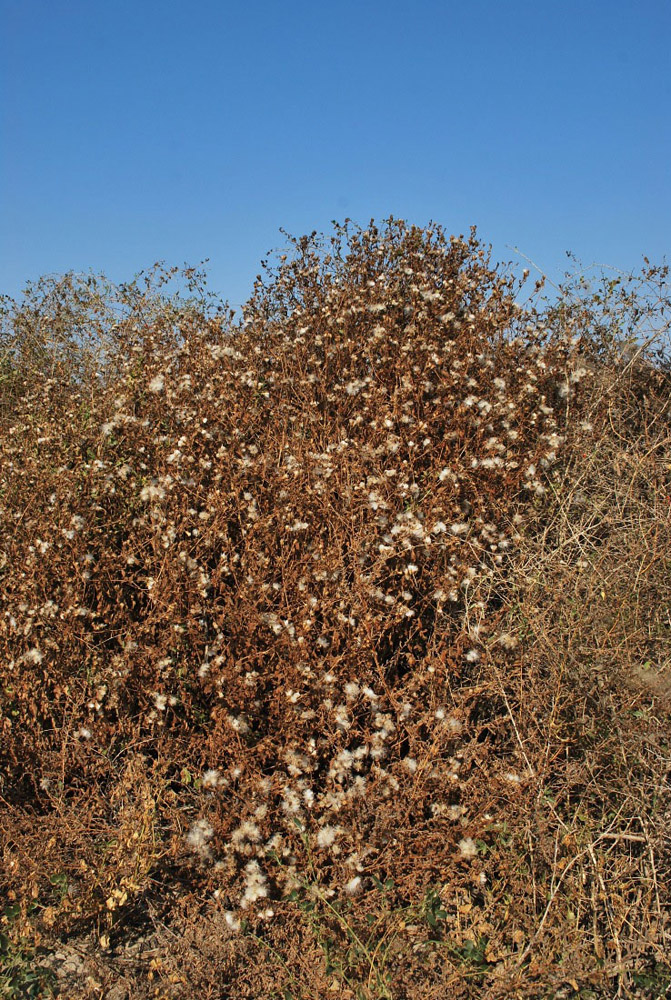 Image of Karelinia caspia specimen.