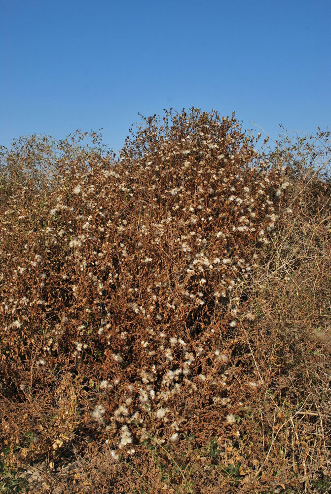 Изображение особи Karelinia caspia.