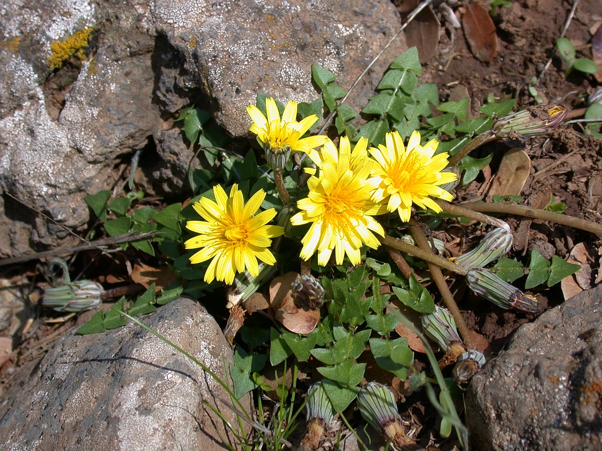 Image of Taraxacum cyprium specimen.