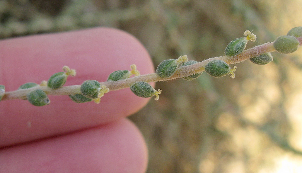 Изображение особи Salsola vermiculata.